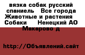 вязка собак русский спаниель - Все города Животные и растения » Собаки   . Ненецкий АО,Макарово д.